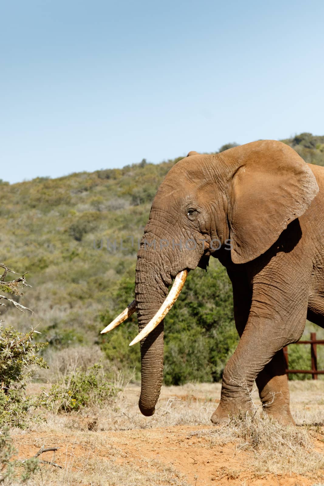 Elephant walking towards the bushes in the field.