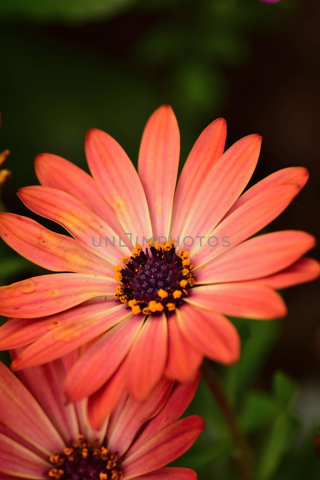 Macro details of pink colored Daisy flowers in vertical frame