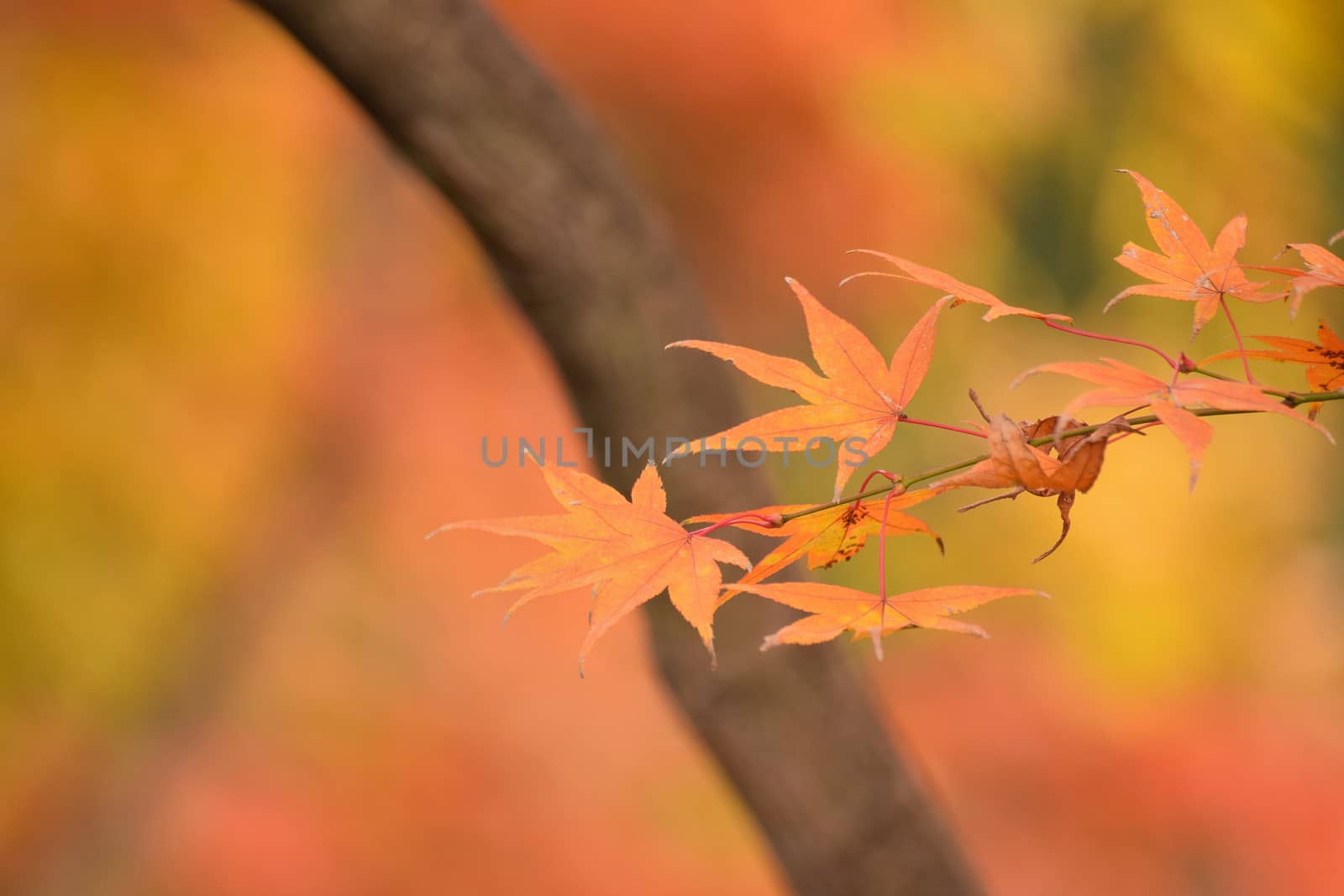 Macro background of Japanese Autumn Maple leaves in horizontal frame