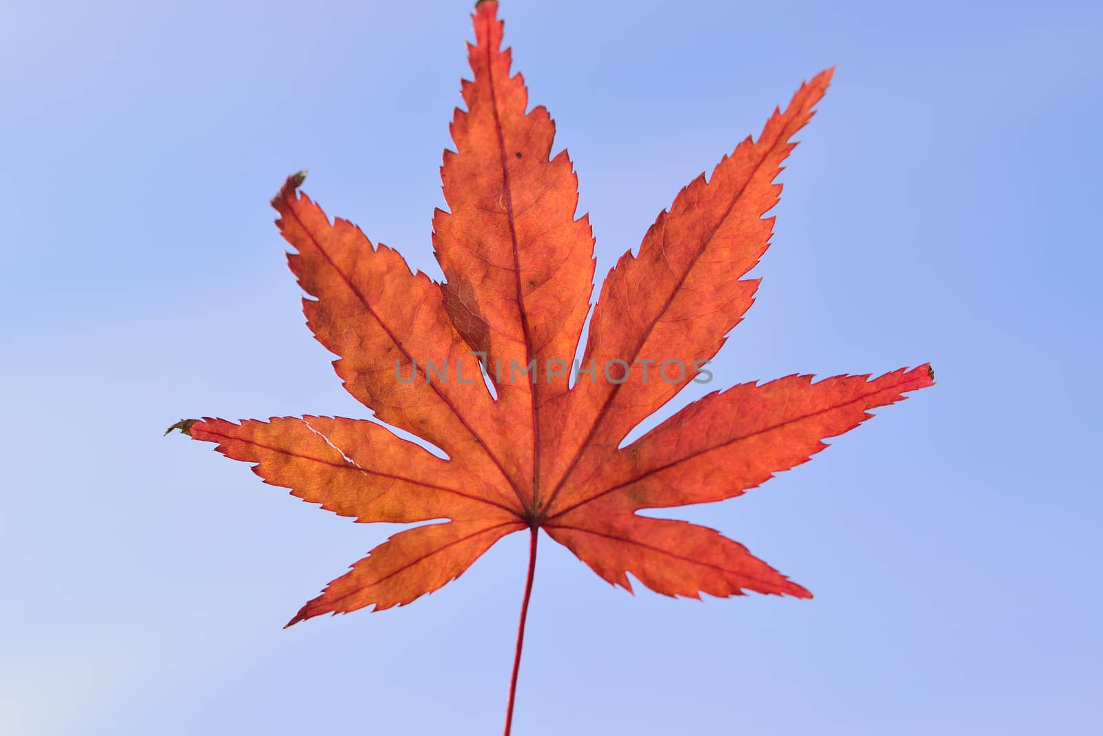 Japanese Autumn Maple leaf isolated against clear blue sky  in horizontal frame