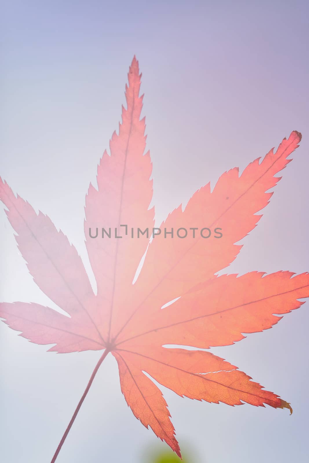 Japanese Autumn Maple leaf isolated against clear sunny sky in vertical frame