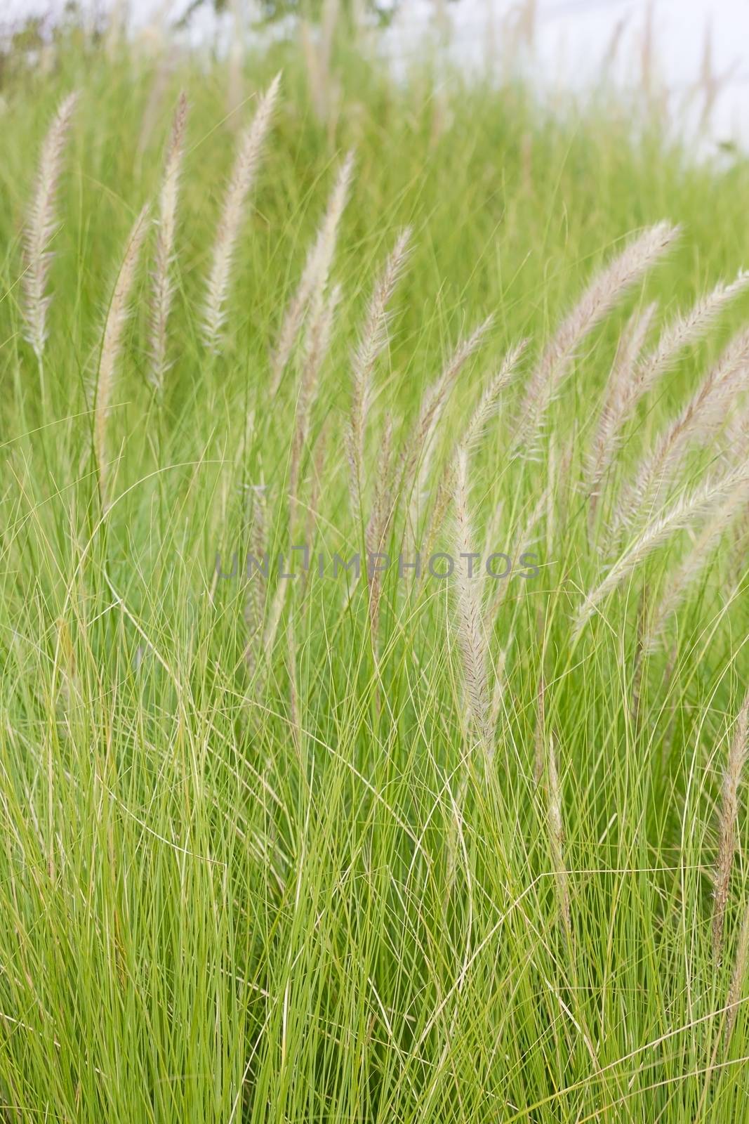 Close up Imperata cylindrica Beauv of Feather grass in nature