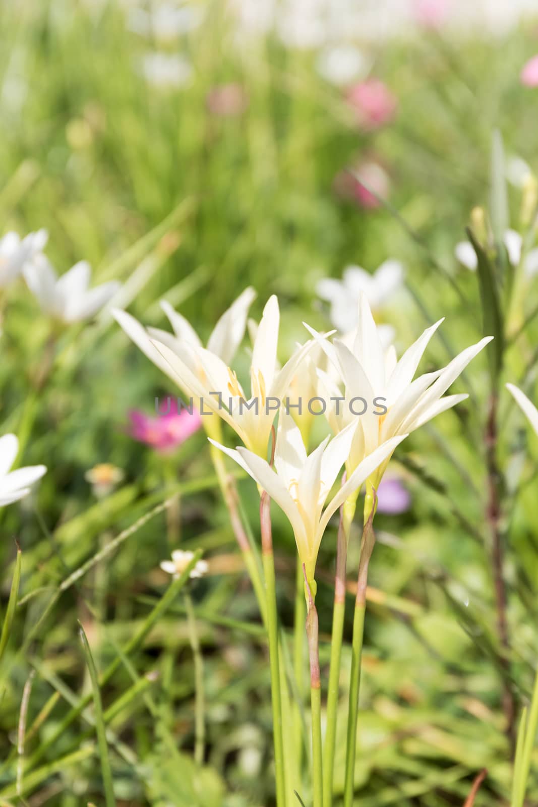 Little Witches flower in garden by stoonn