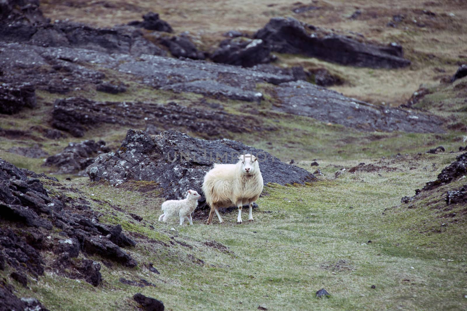 Icelandic sheep with her offspring