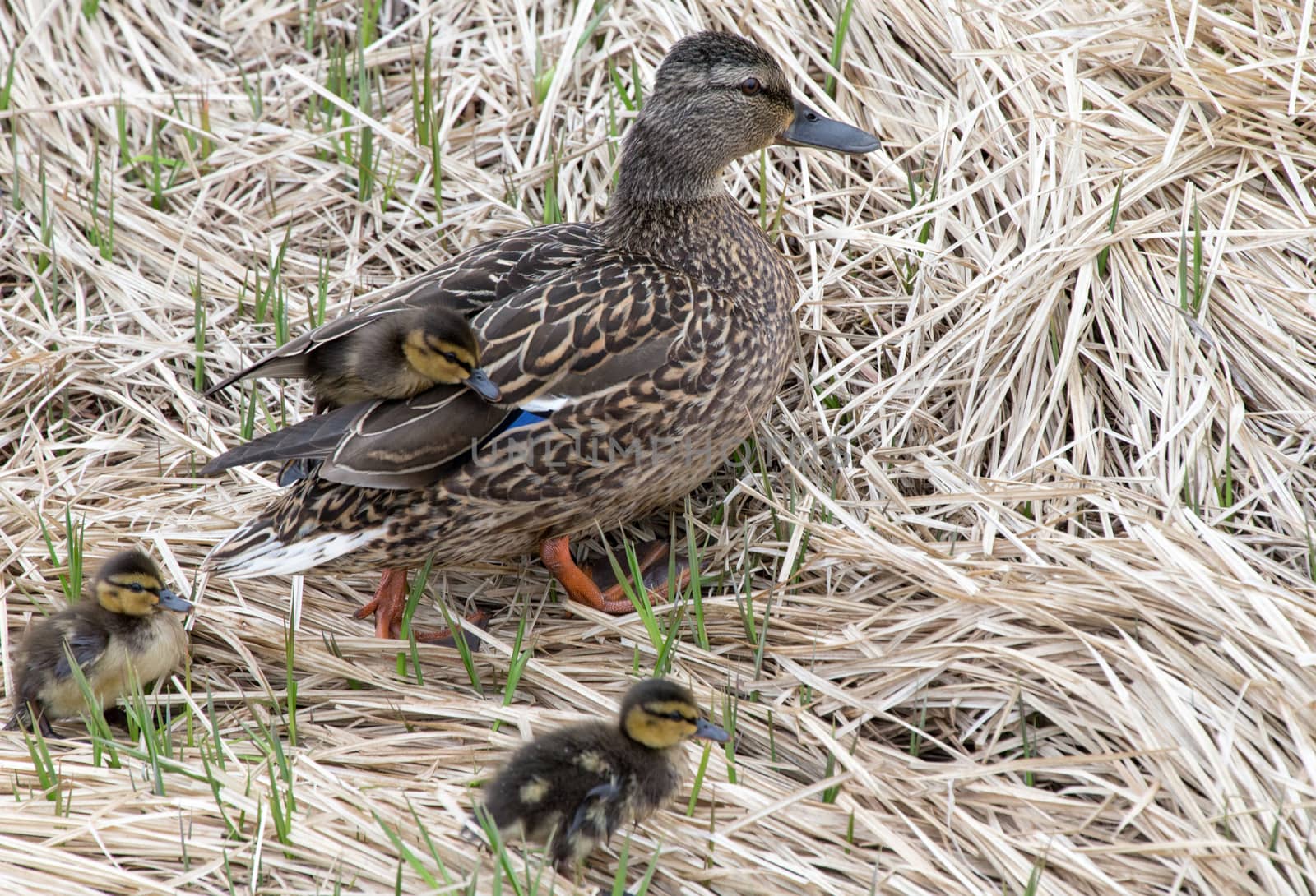 Mallards and  ducklings by thomas_males