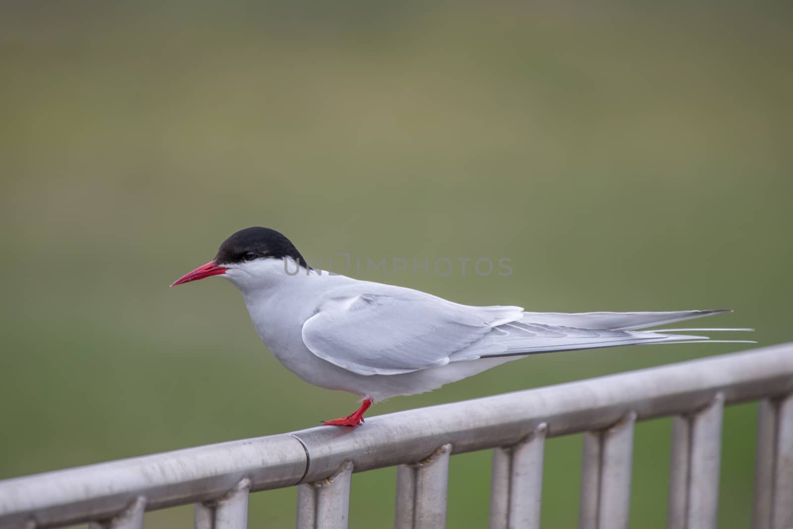 Arctic tern by thomas_males