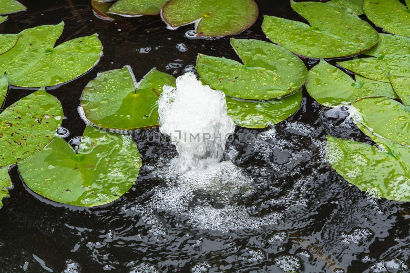 Natural pond, garden pond with lily pads and water fountain      by JFsPic