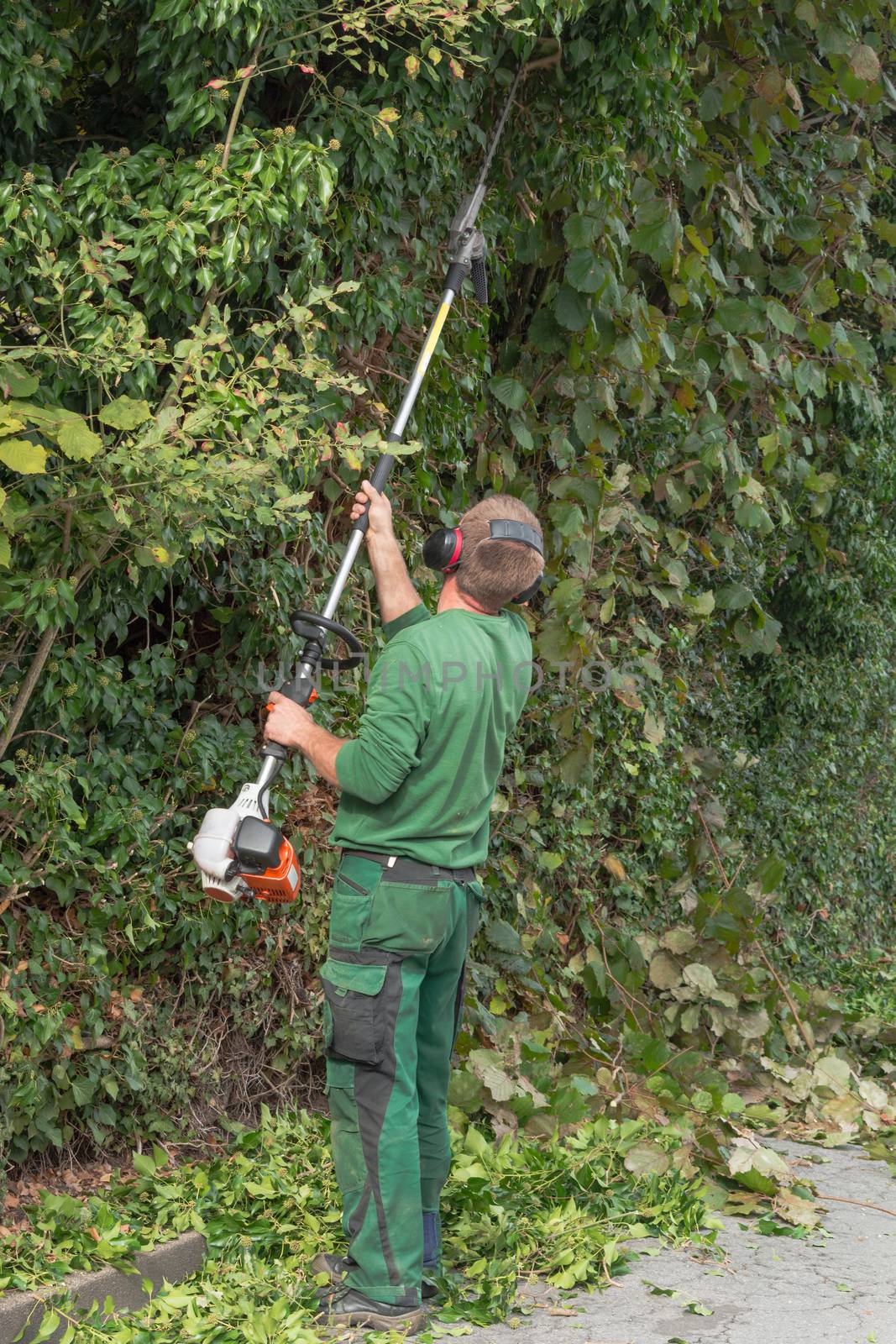 Cutting a hedge with a hedge trimmer motor.