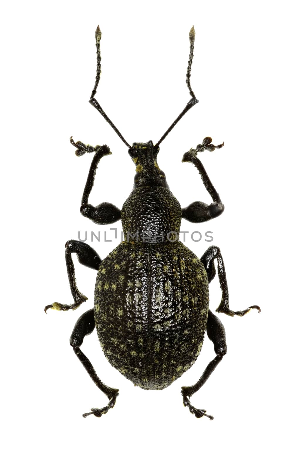 Armadillo Vine Weevil on white Background  -  Otiorhynchus armadillo (Rossi, 1792) by gstalker