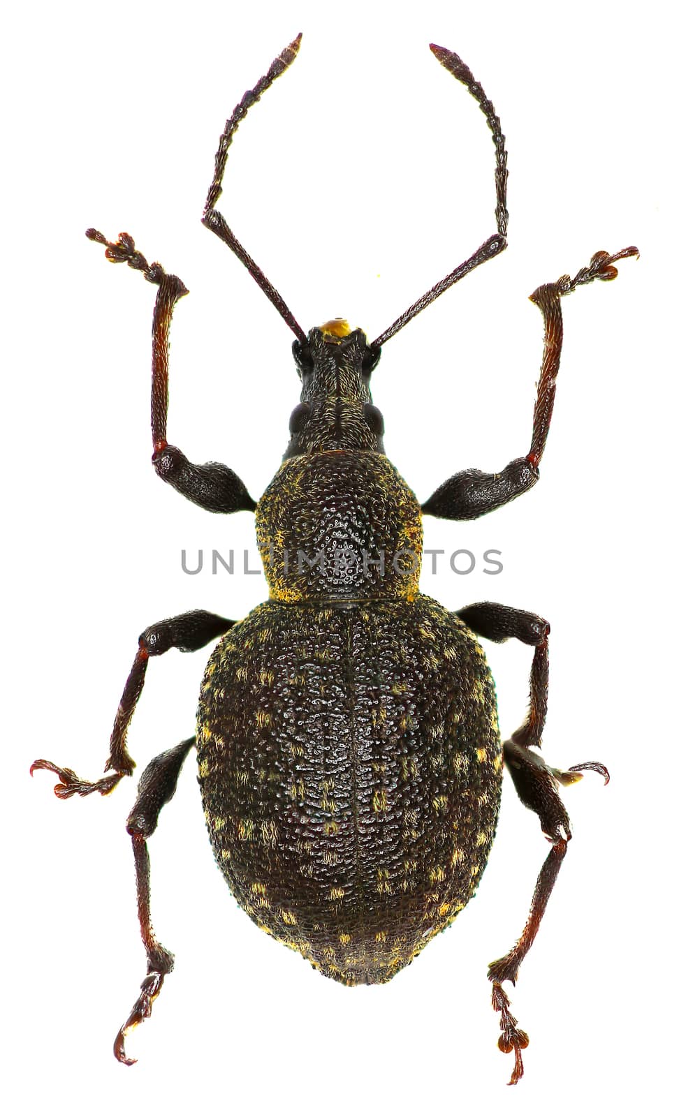 Armadillo Vine Weevil on white Background  -  Otiorhynchus armadillo (Rossi, 1792) by gstalker