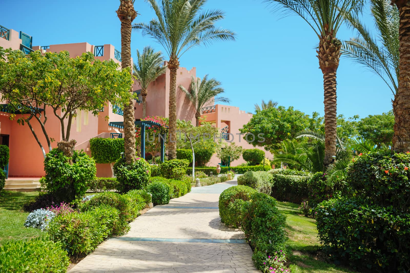 walkway in the summer park with Palm trees.