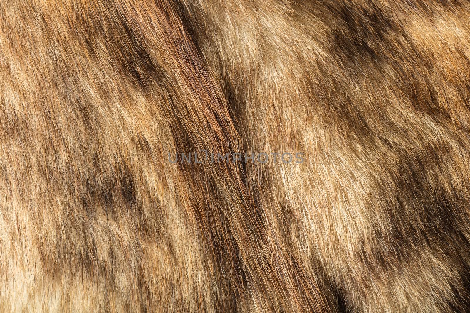 the abstract background texture of natural fur wolf