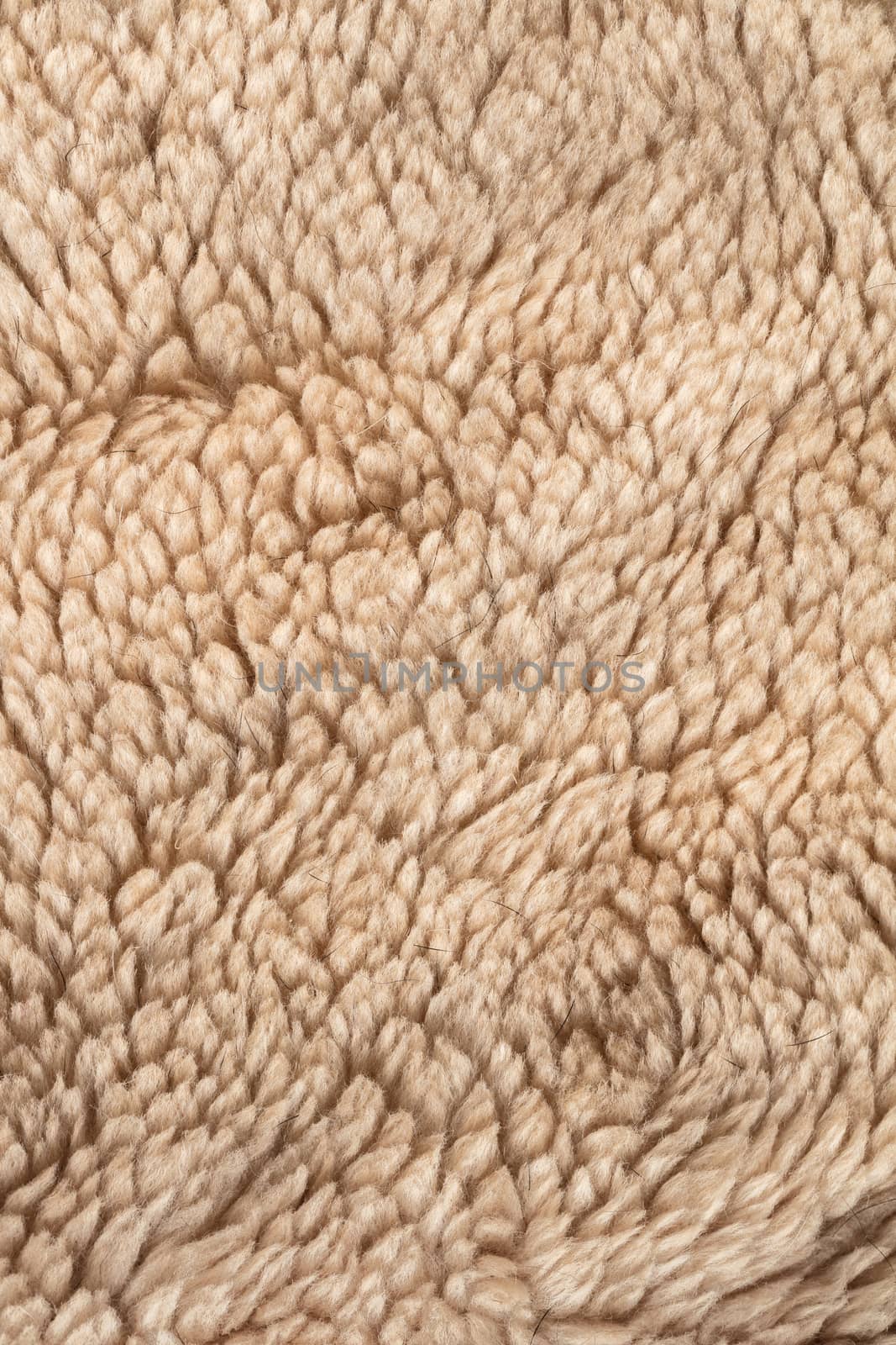 the abstract background texture of natural fur sheepskin