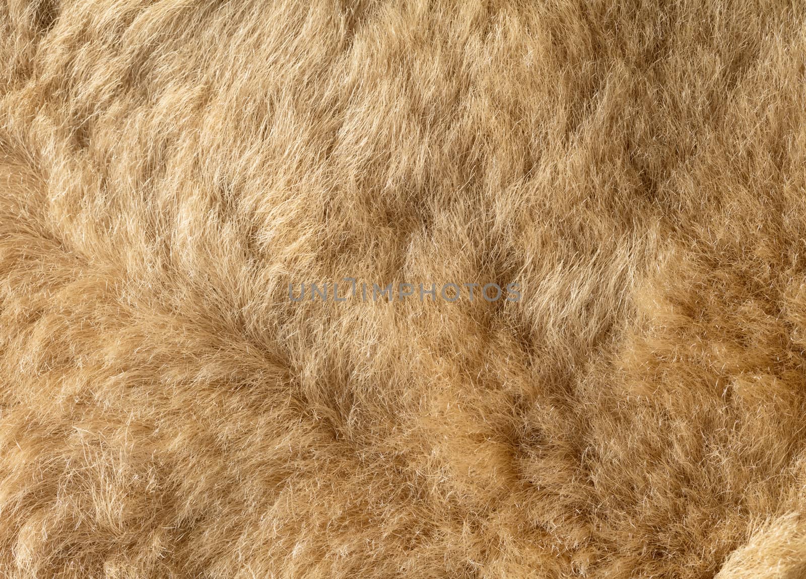 the abstract background texture of natural fur sheepskin