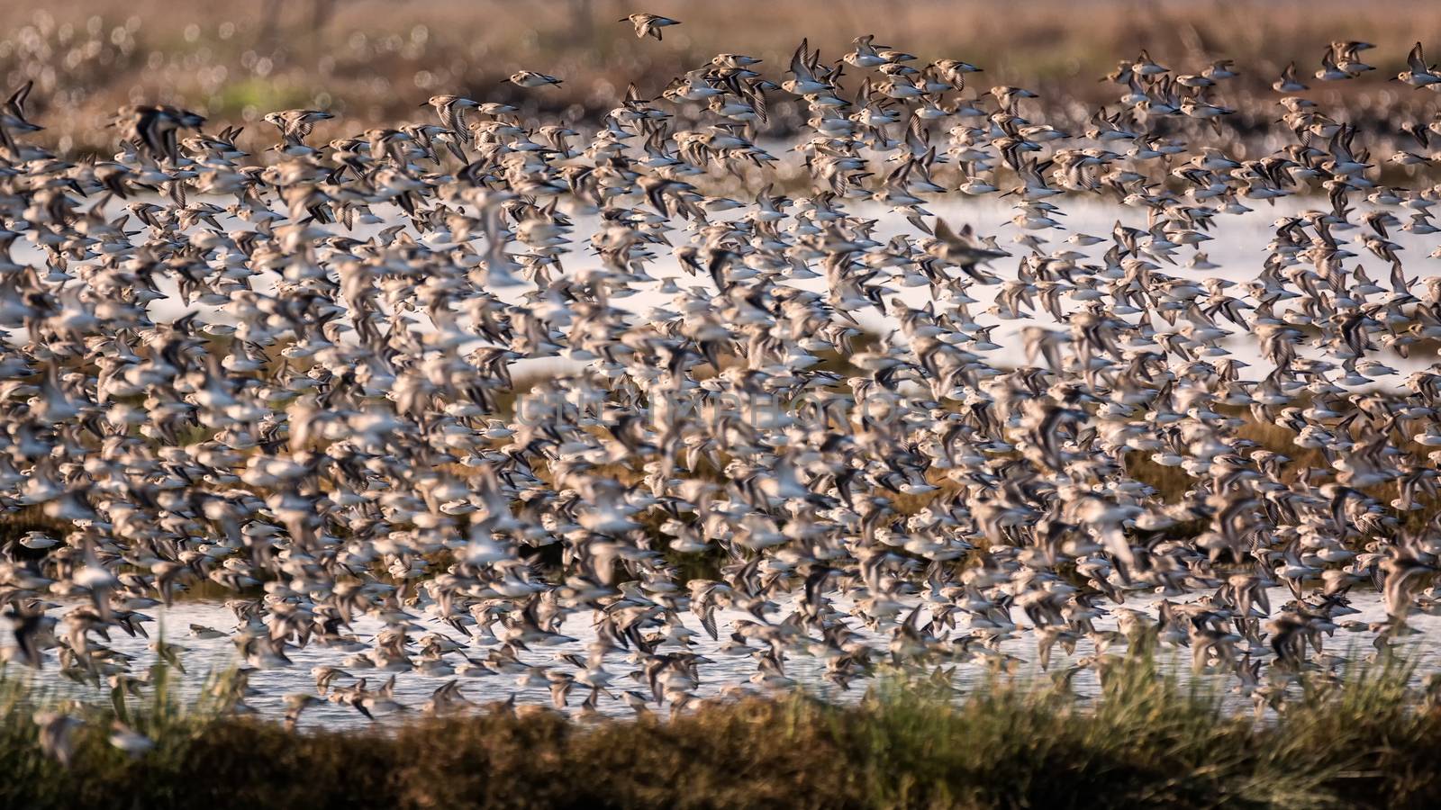 Flock of Birds Flying Near a Marsh