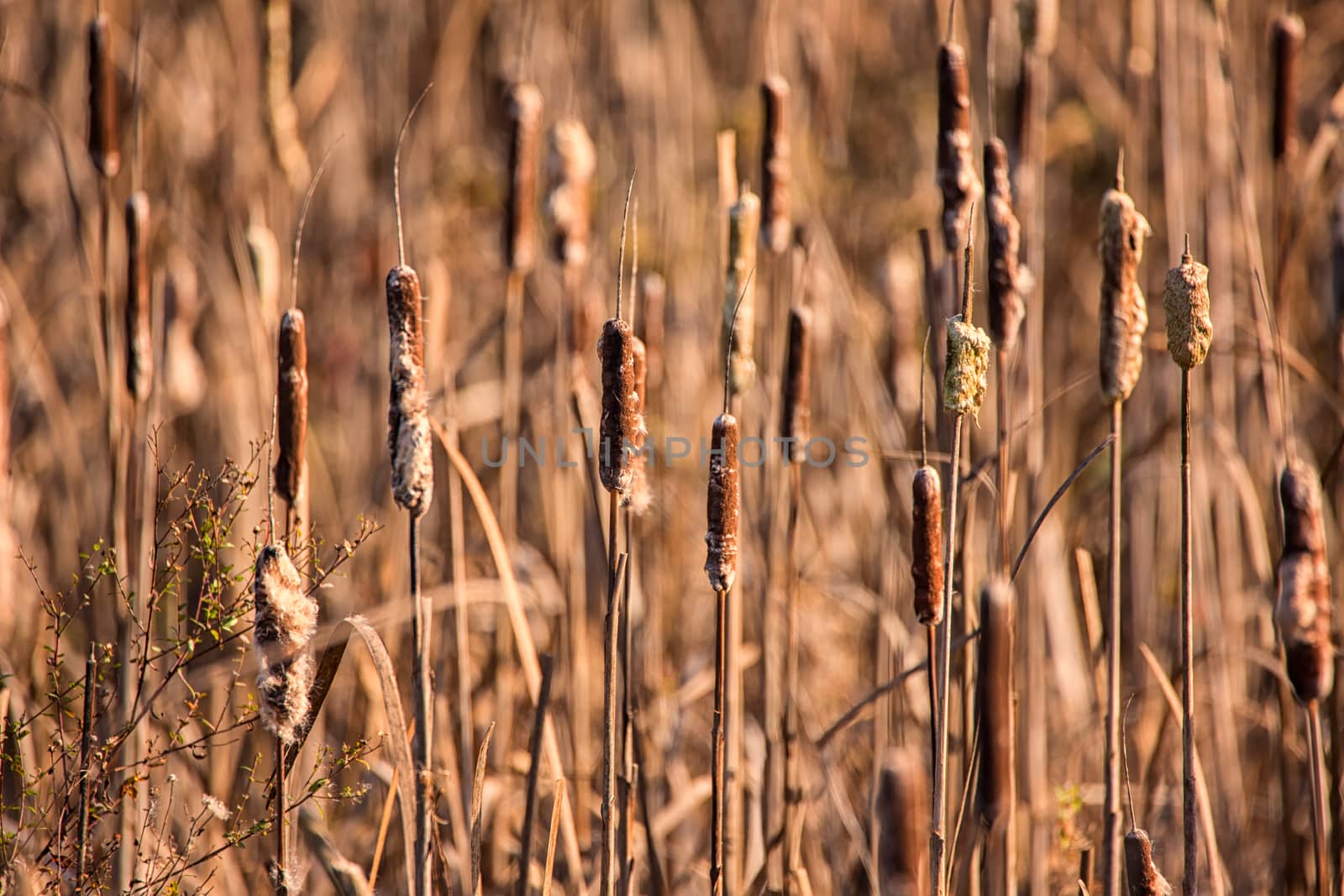 Cattails at a Marsh, Color Image, Day