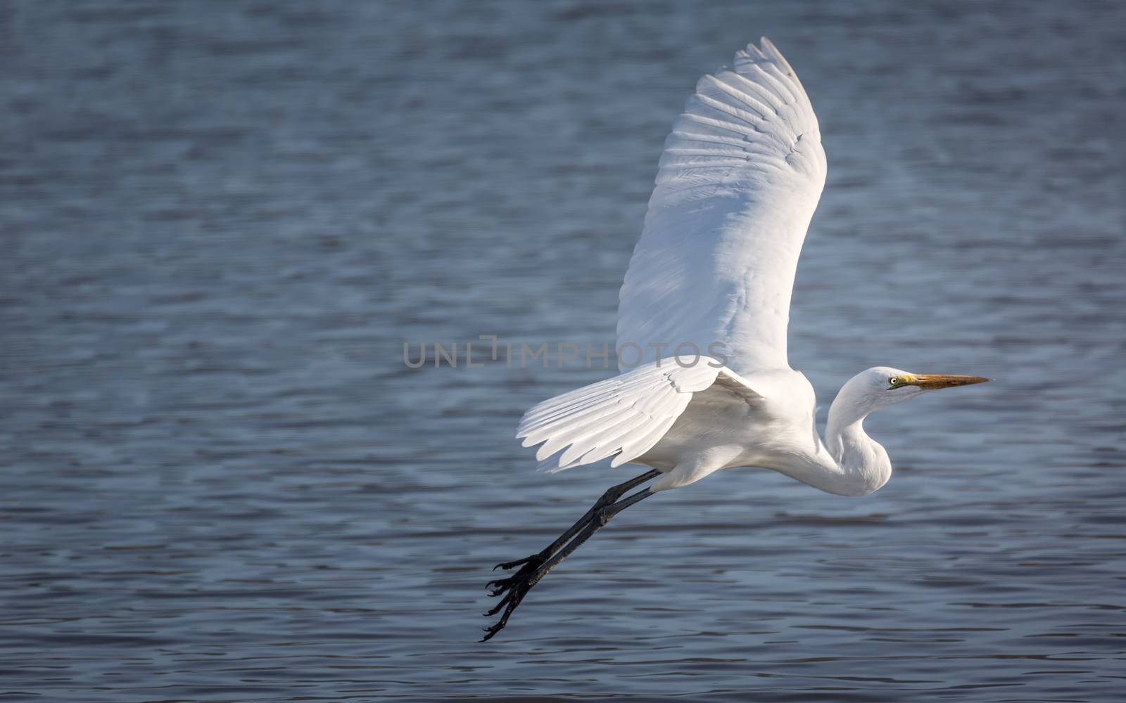 Snowy Egret Flying Over a Lake, Color Image, Day
