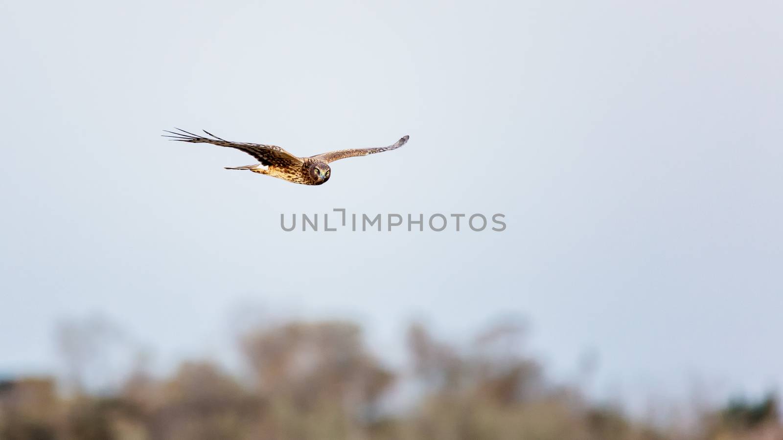 Hawk Flying Over Trees, Color Image, Day