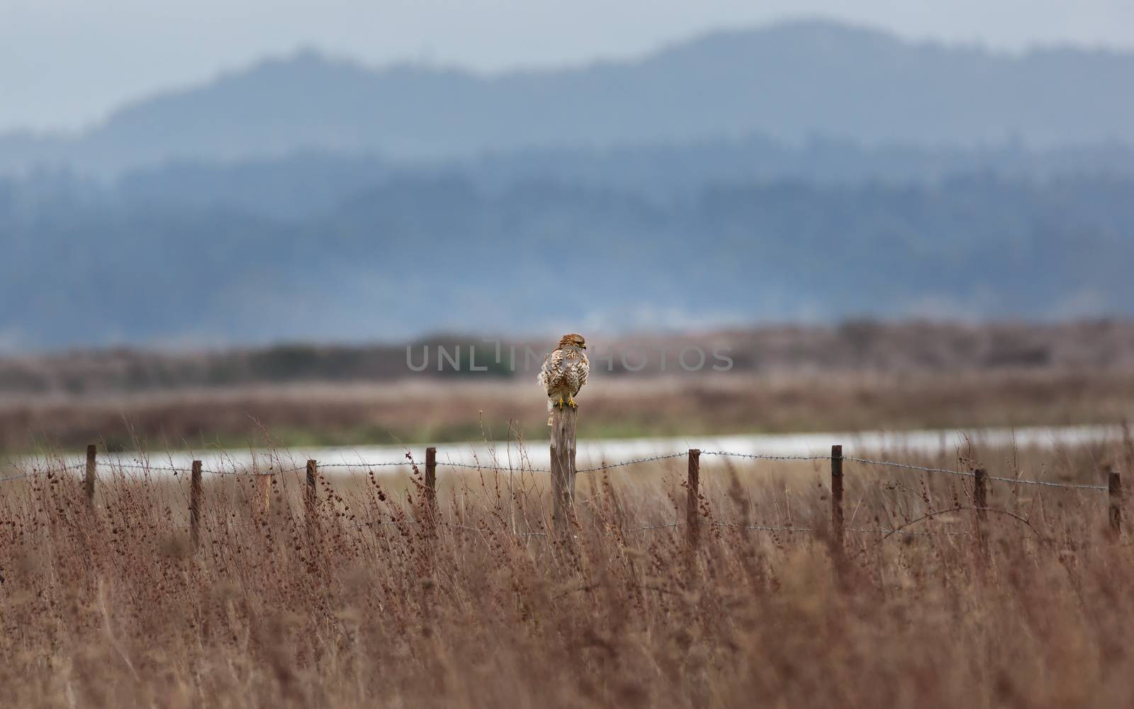 Hawk Perched on a Fence Post, Rural Landscape by backyard_photography