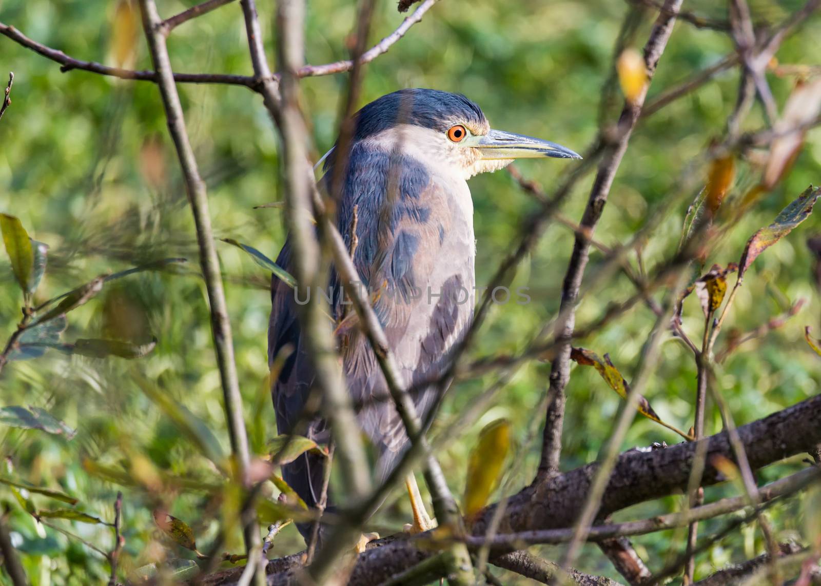 Juvenile Great Blue Heron Perched in a Tree, Color Image, Day