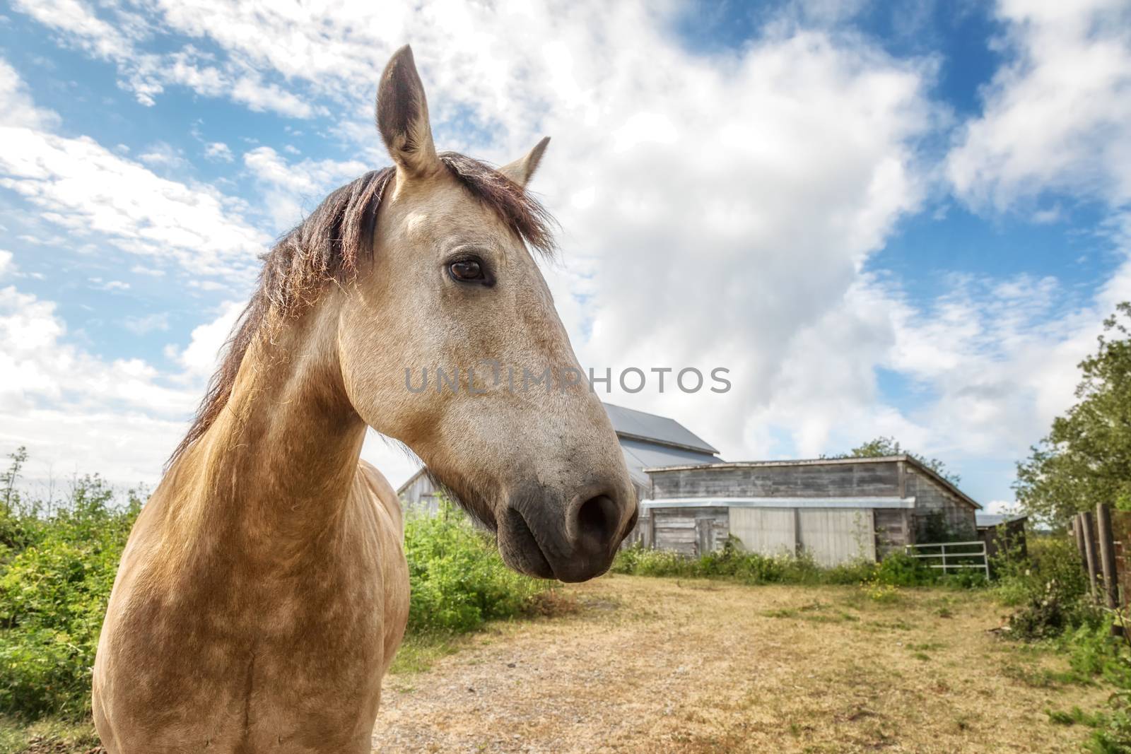 Friendly Horse at His Barn by backyard_photography