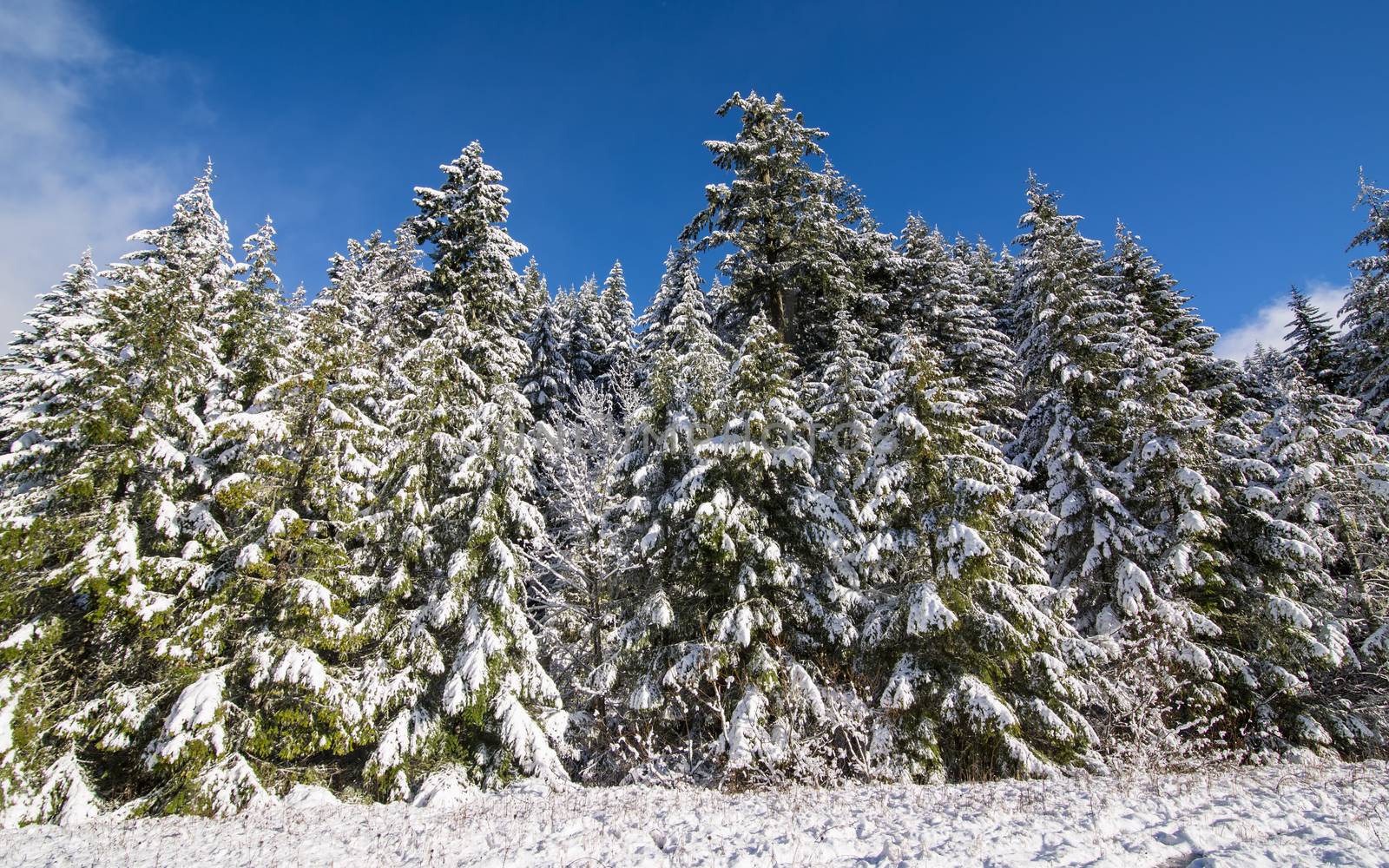 Snow-Covered Trees Under Blue Skies and Clouds by backyard_photography