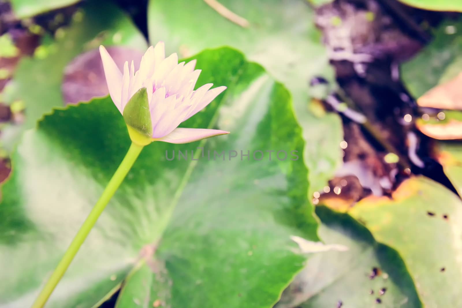 Selective focus Lotus flower for background