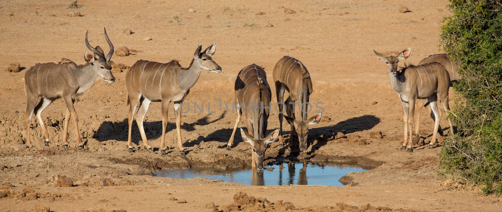 Impala Antelope Quenching Thirst at a Water Hole by fouroaks