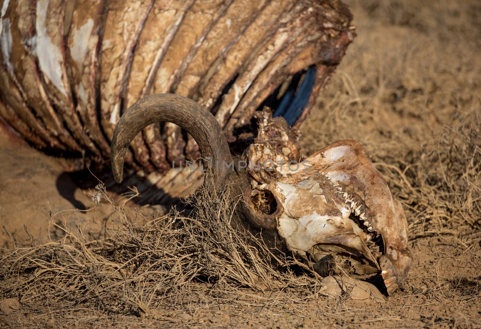 Skelton showing teeth of a Cape Buffalo that was caught and eaten by Lions