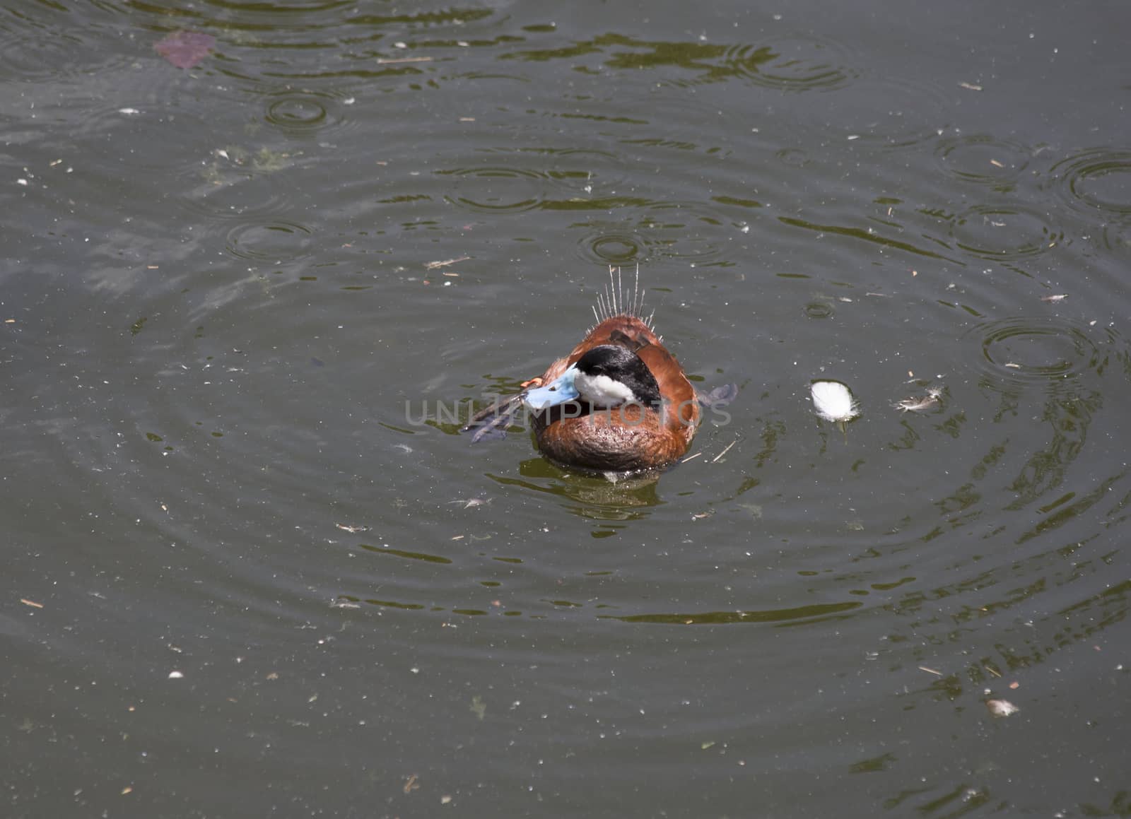 Ruddy Ducks Swimming by tornado98