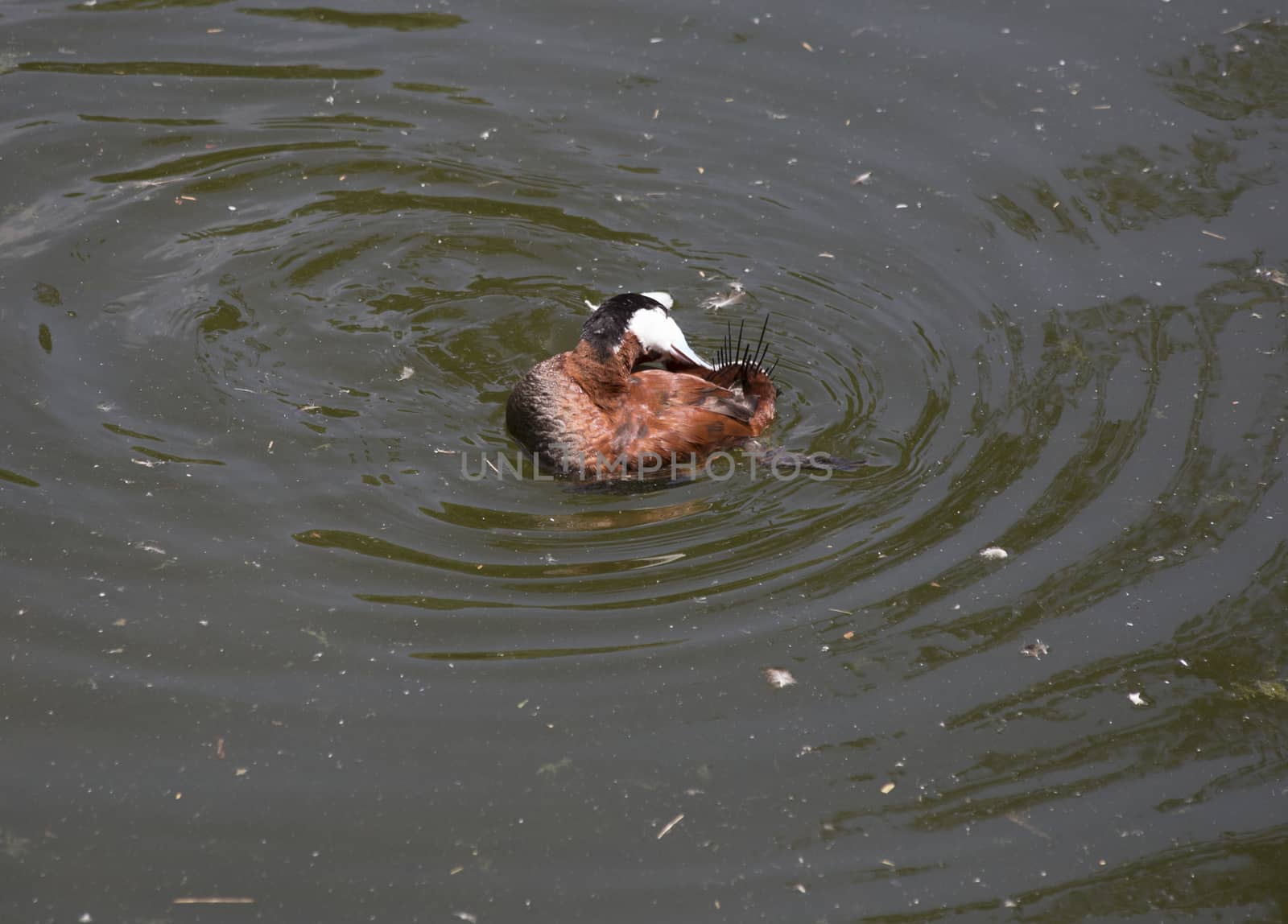 Ruddy duck (Oxyura jamaicensis) in a small pond