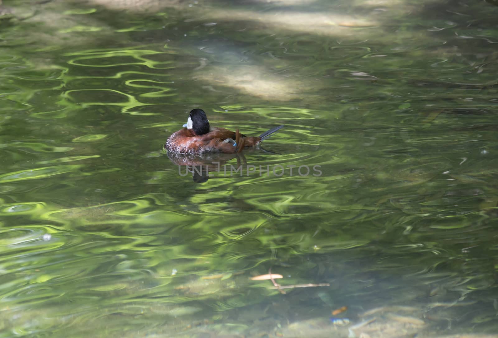 Ruddy duck (Oxyura jamaicensis) in a small pond