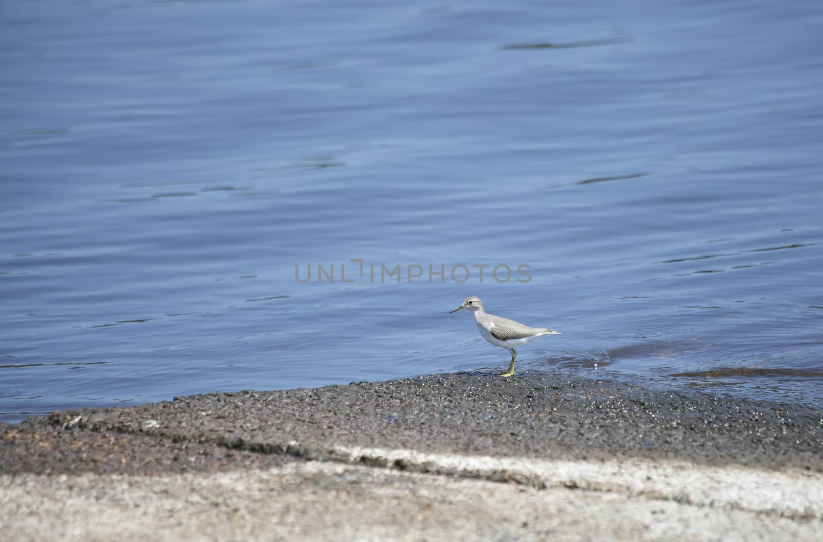 Bird along a lake shore