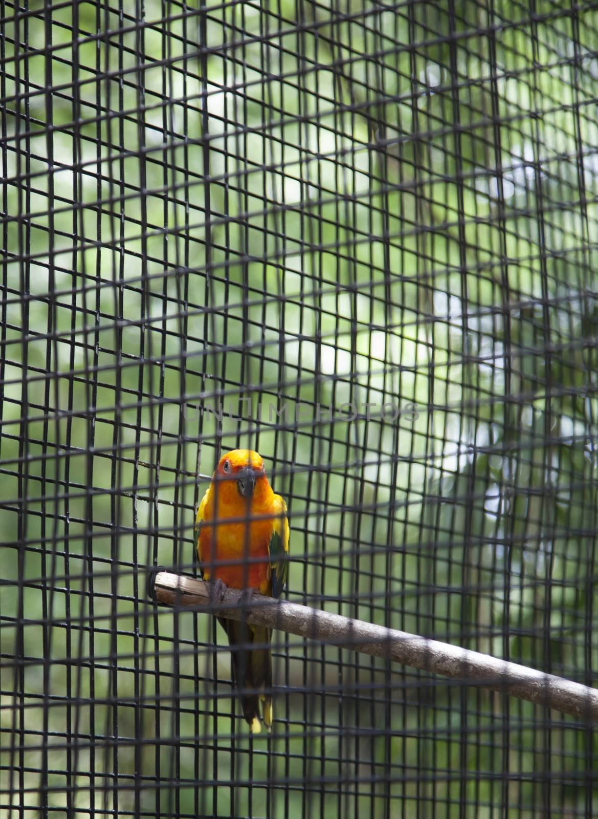 Sun Conure (Aratinga Solstitialis) by tornado98