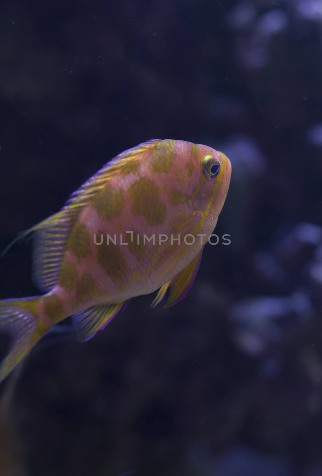 Blotched anthias (Odontanthias borbonius) swimming