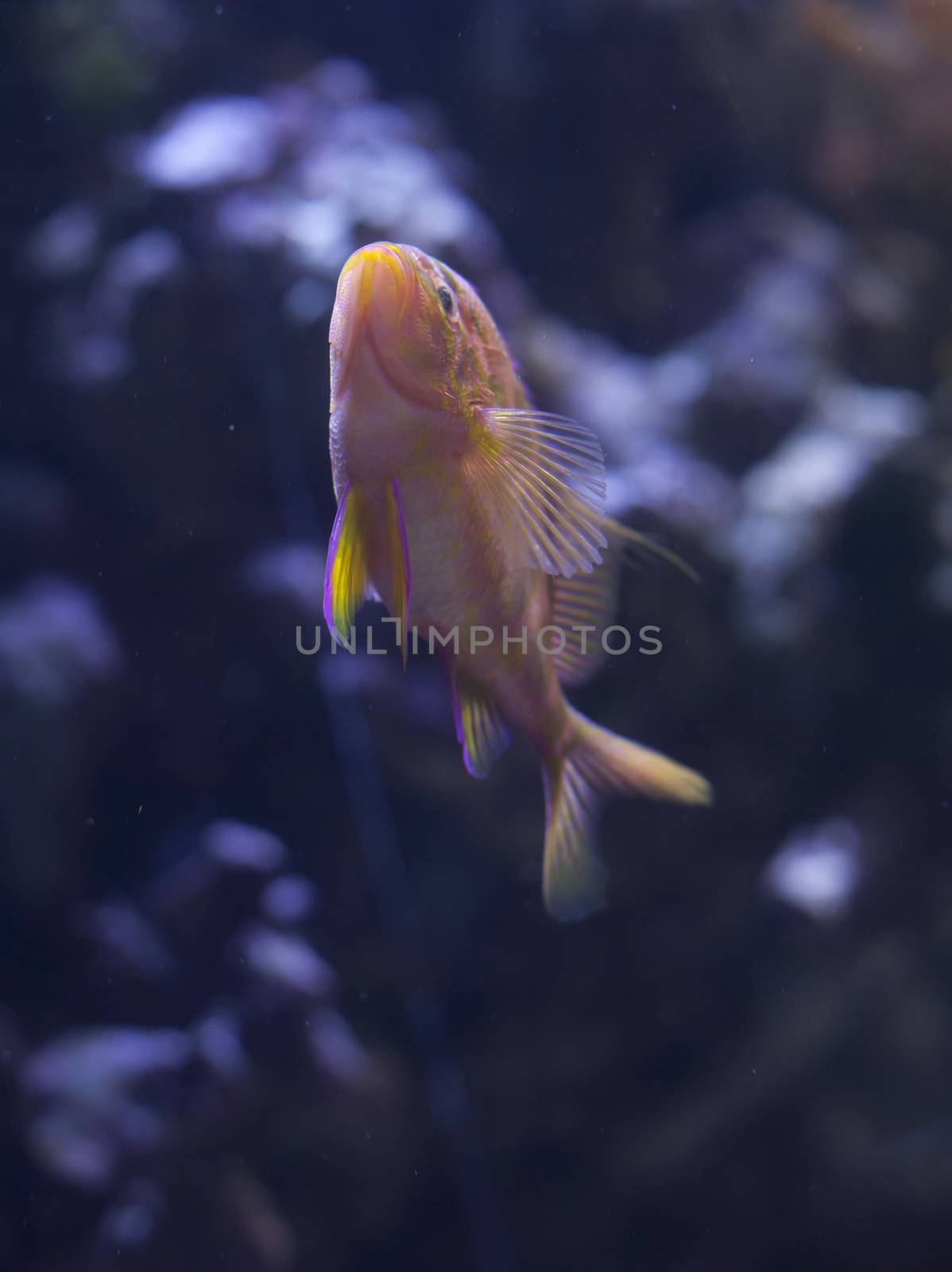 Blotched anthias (Odontanthias borbonius) swimming