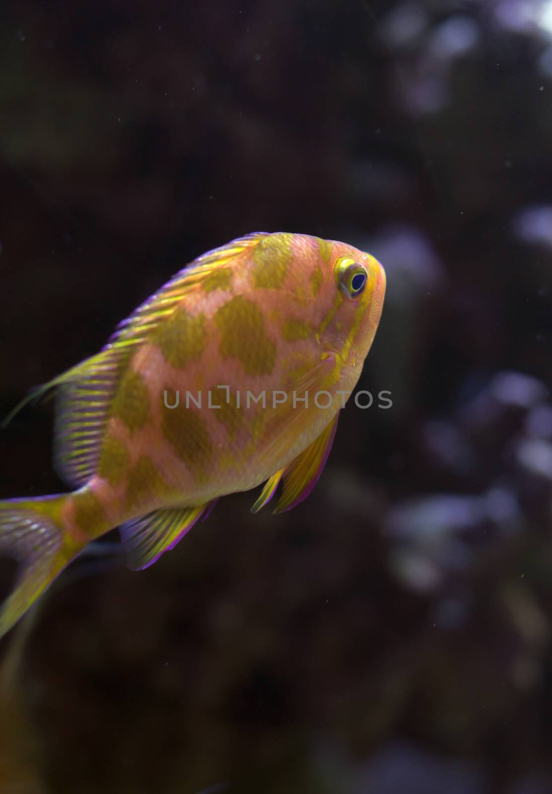 Blotched anthias (Odontanthias borbonius) swimming