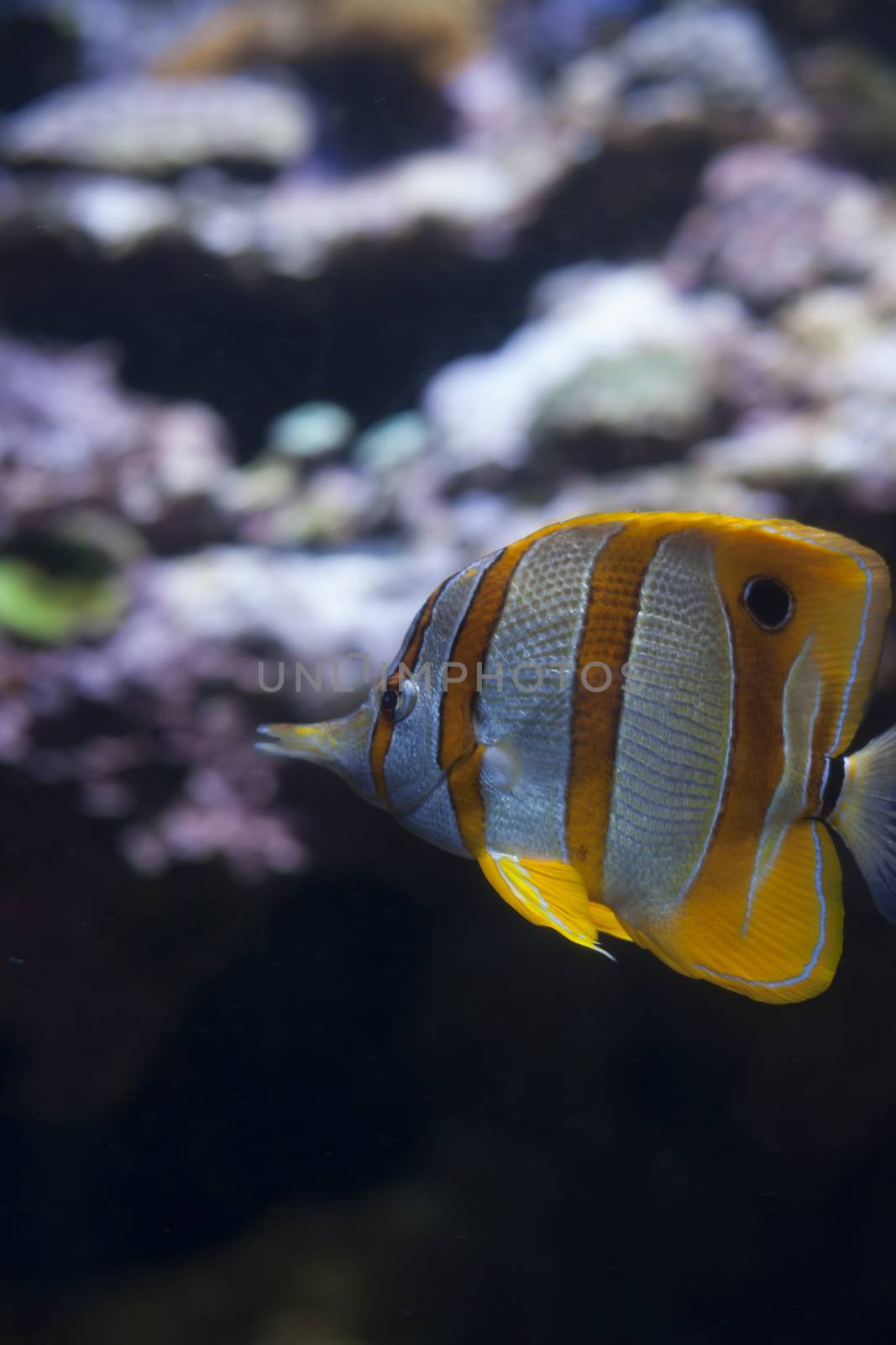 Close up of a copperband butterflyfish, also called a beaked coral fish and a longnose butterflyfish (Chelmon rostratus)
