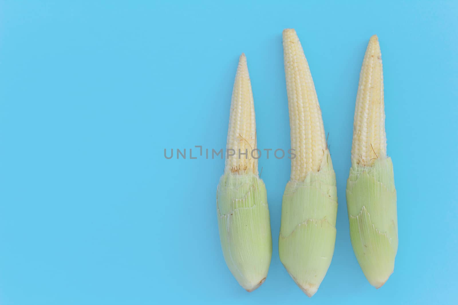 Baby corn cobs on blue background