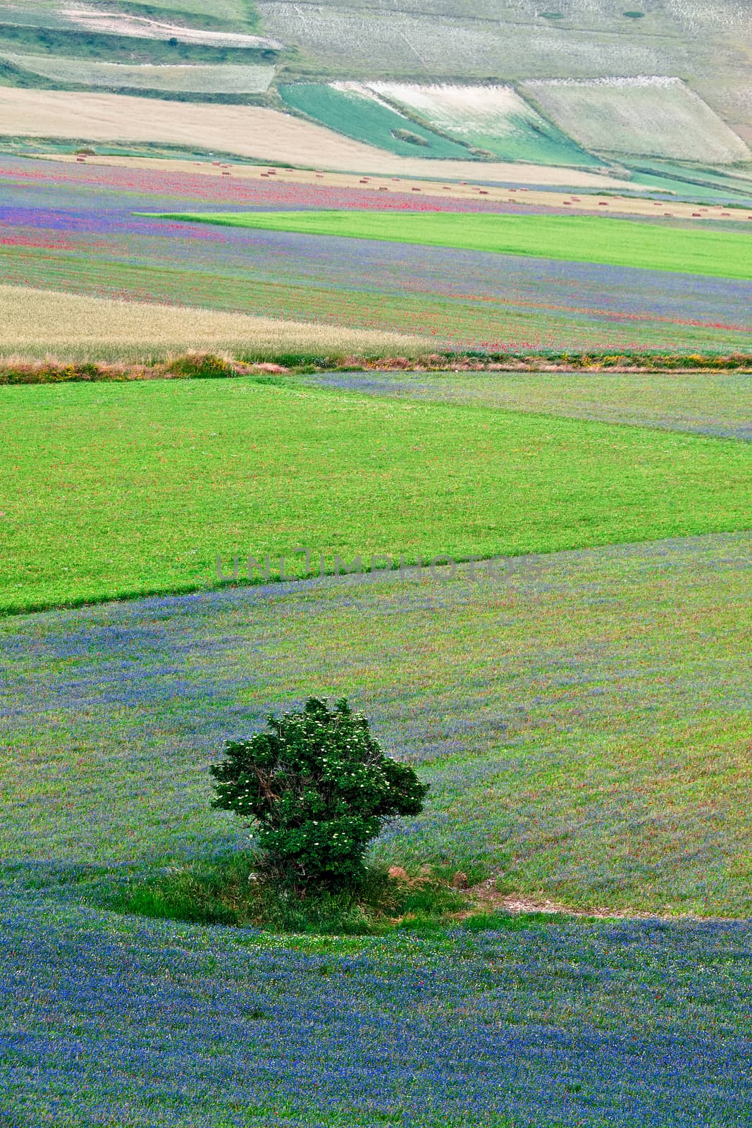 A tree between colorful flowers of the lentil in Castelluccio of Norcia, Italy