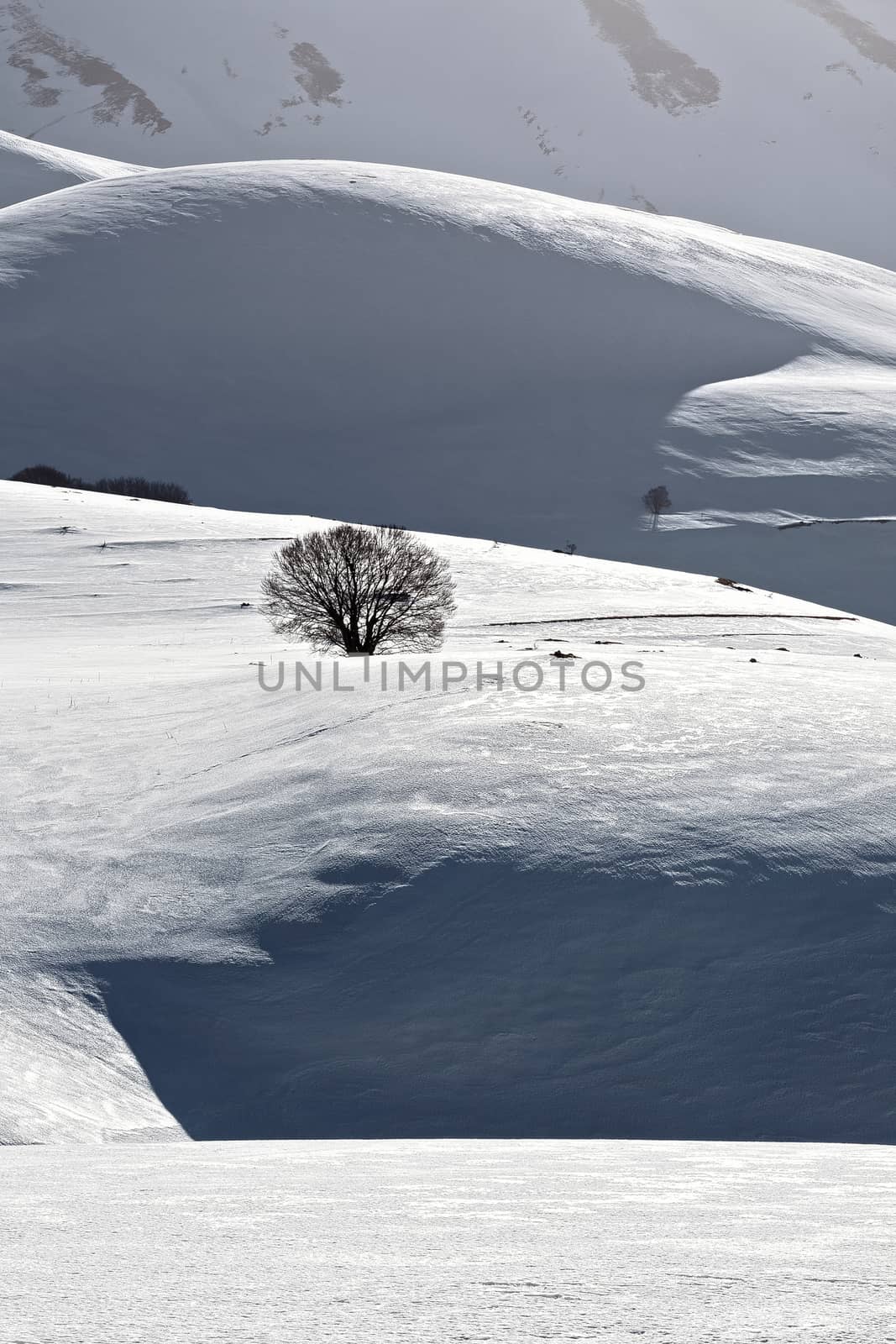 Lonely tree in the hills of Castelluccio covered with snow