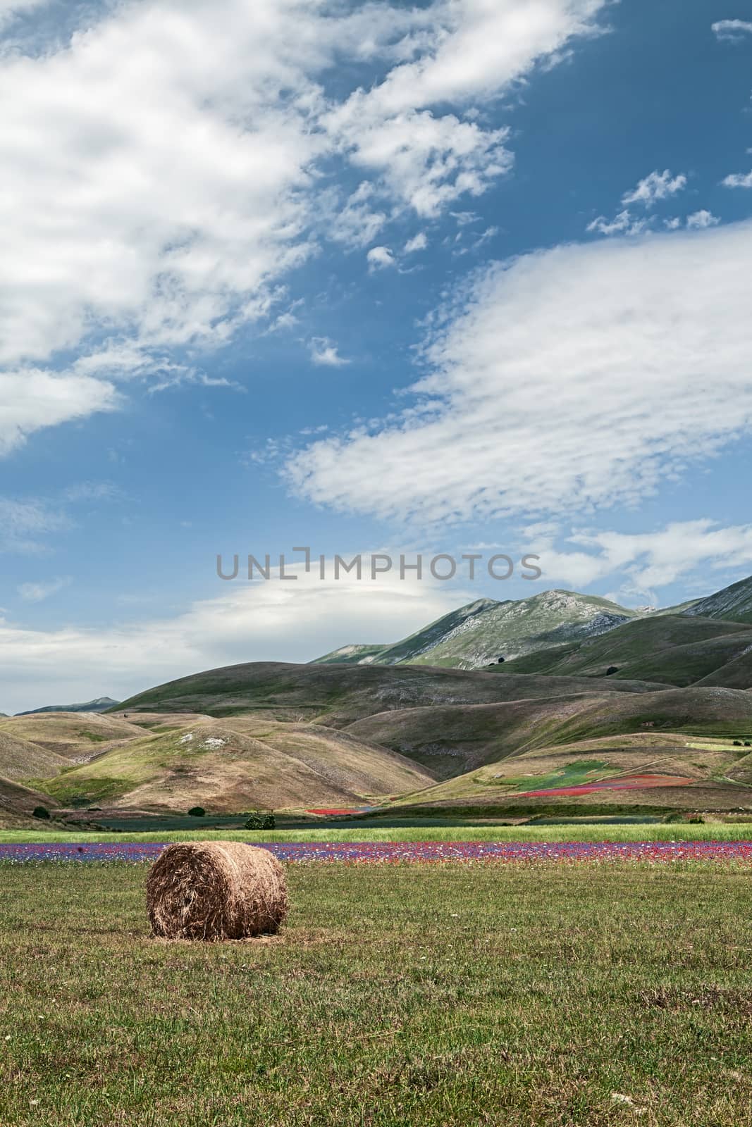 A bale in front of the fields of lentil in Castelluccio