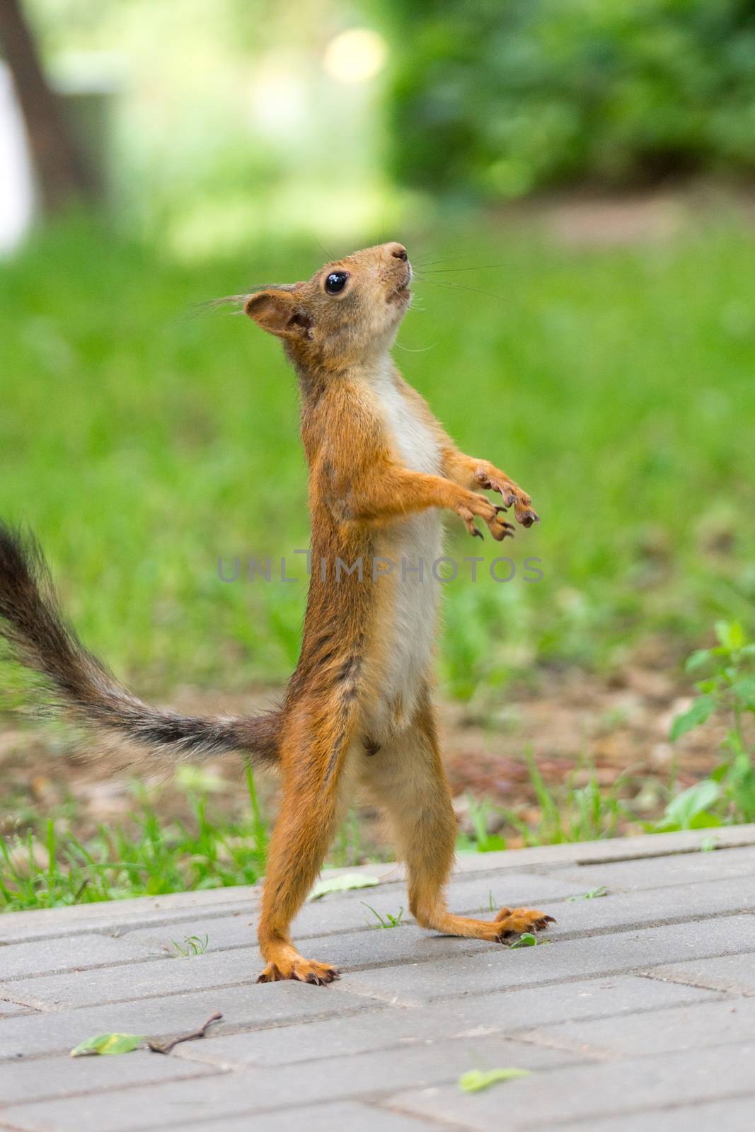 the photograph shows a squirrel on a tree