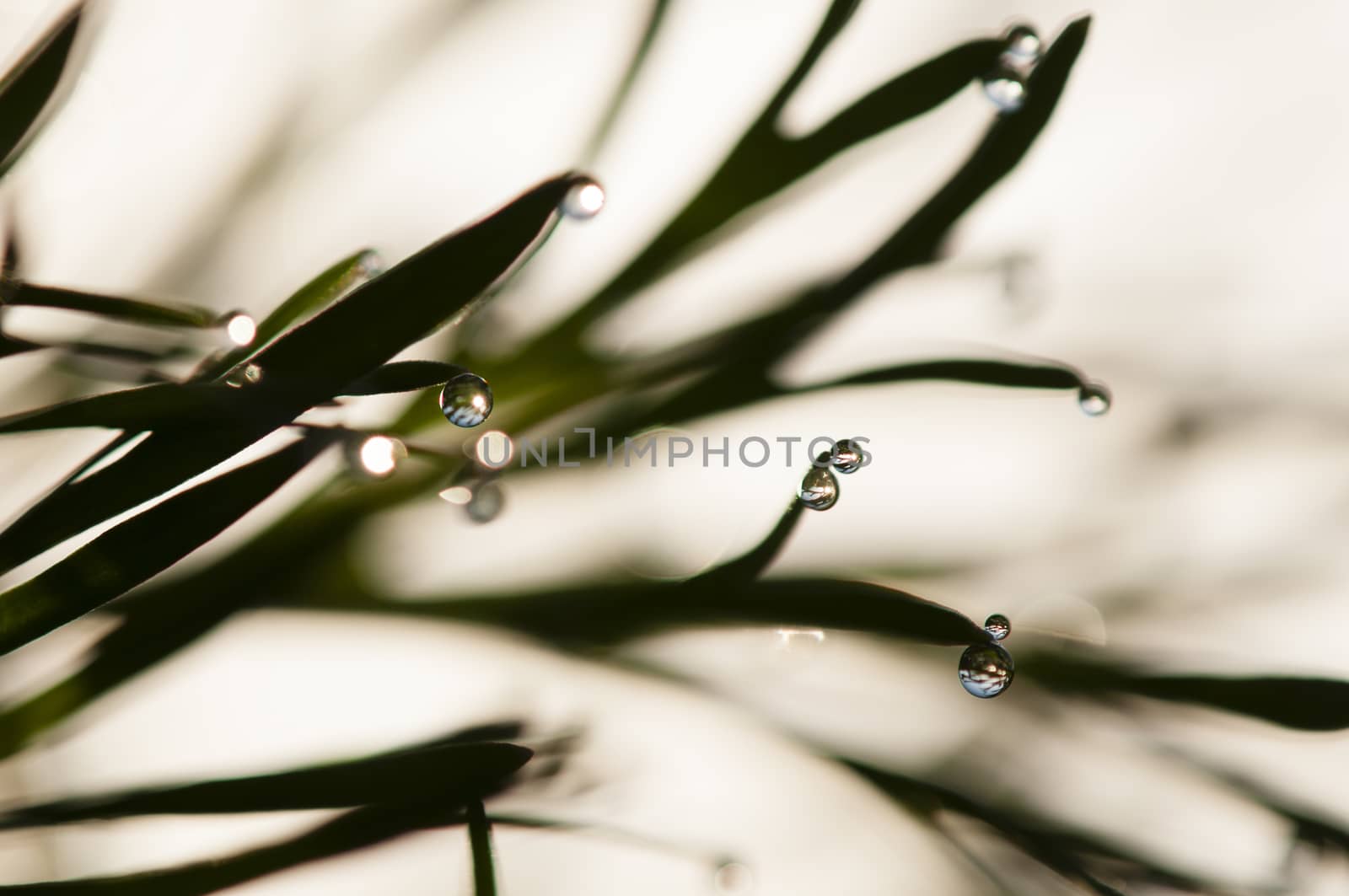 Dew drops on blades of grass in sun backlight