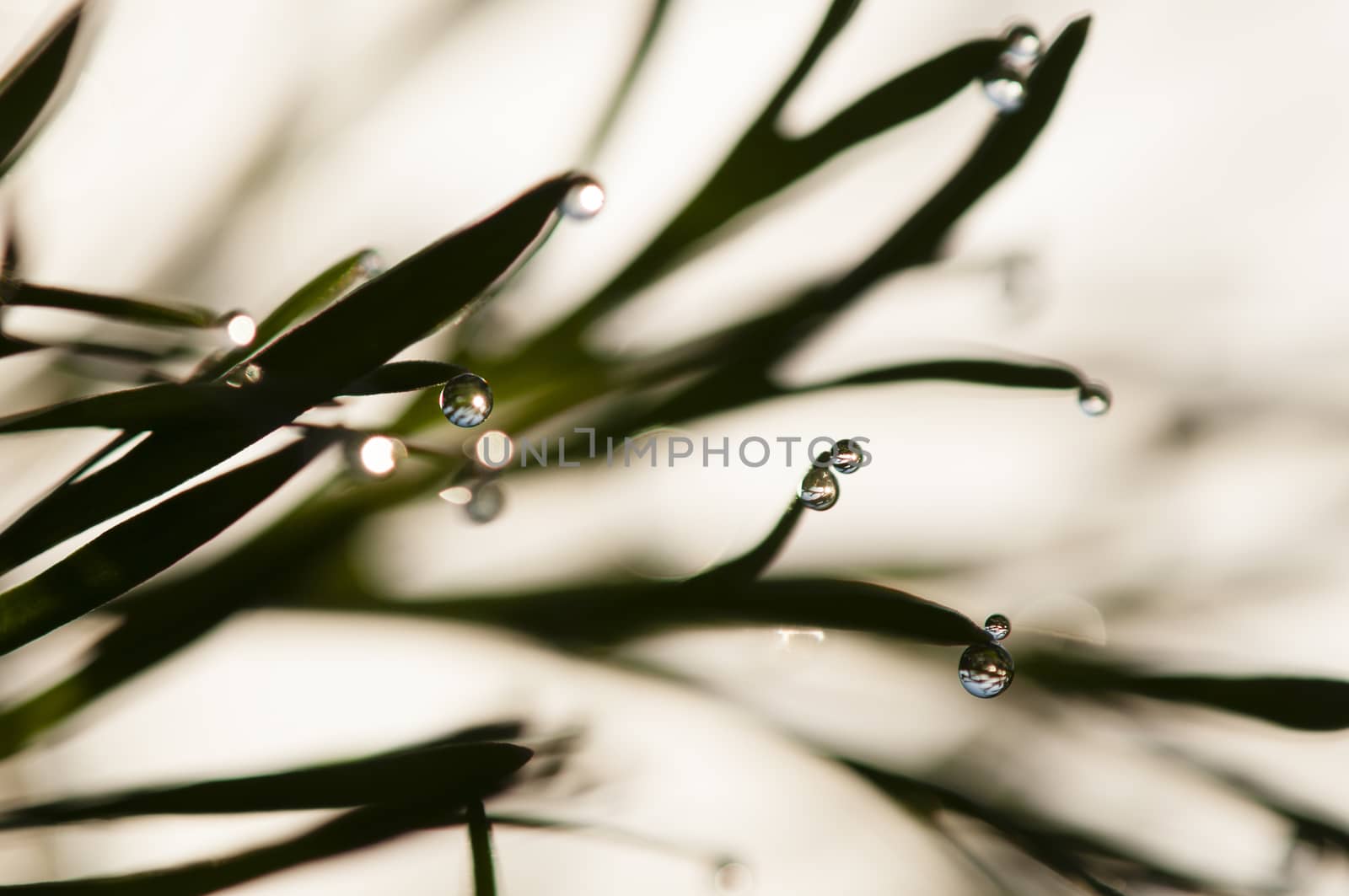 Dew drops on blades of grass  by AlessandroZocc