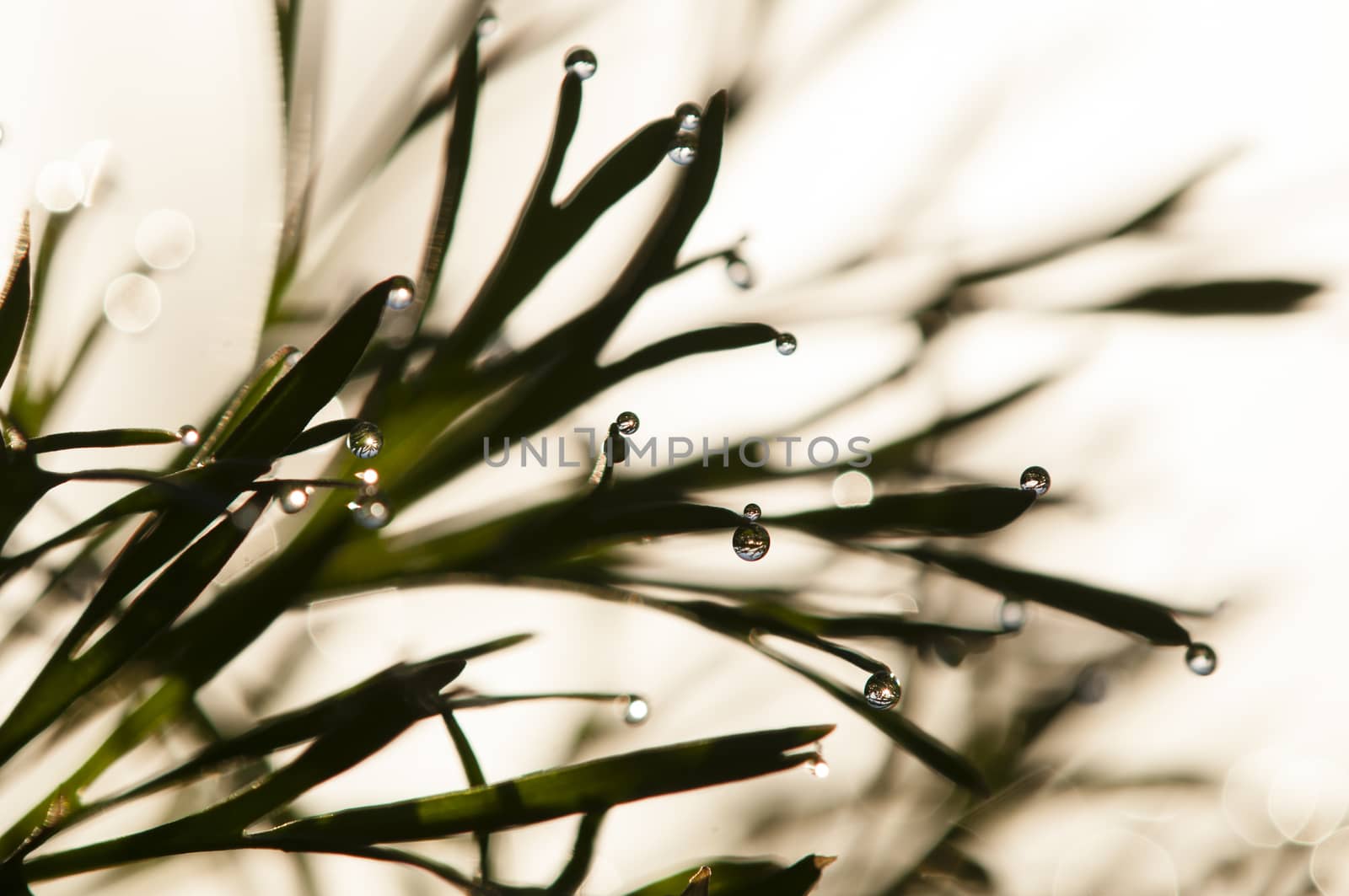 Dew drops on blades of grass in sun backlight