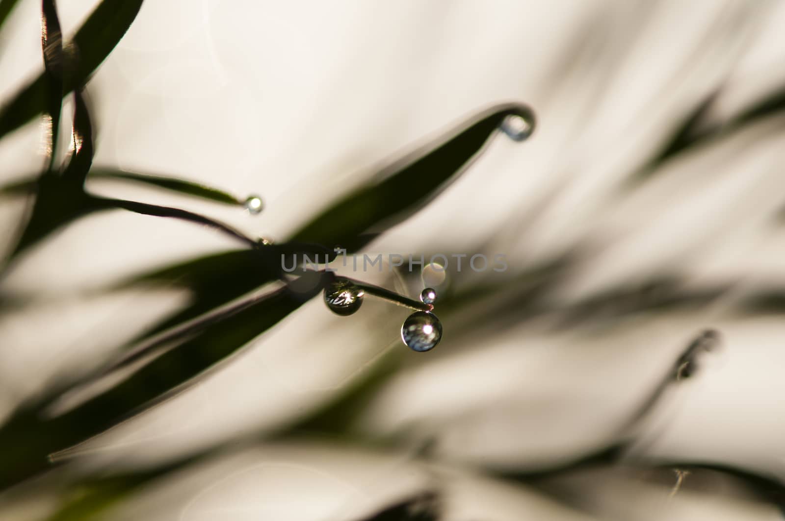 Dew drops on blades of grass  by AlessandroZocc
