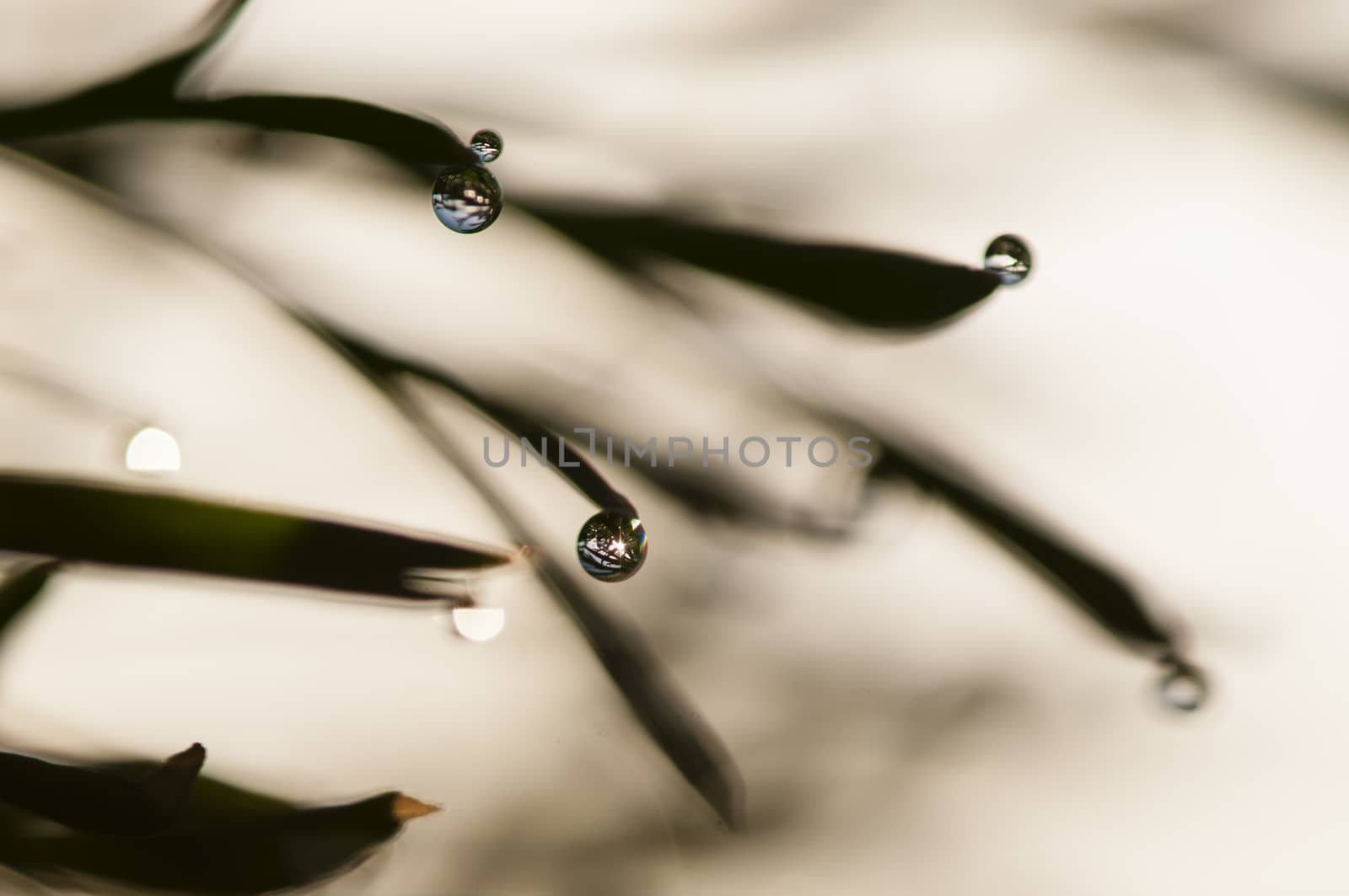 Dew drops on blades of grass in sun backlight