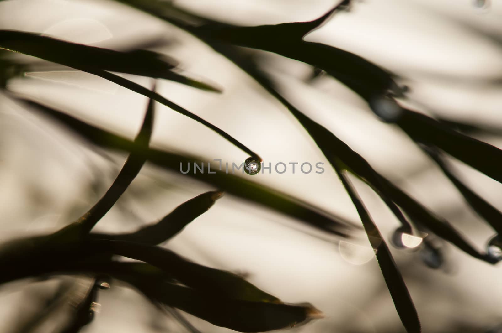 Dew drops on blades of grass in sun backlight