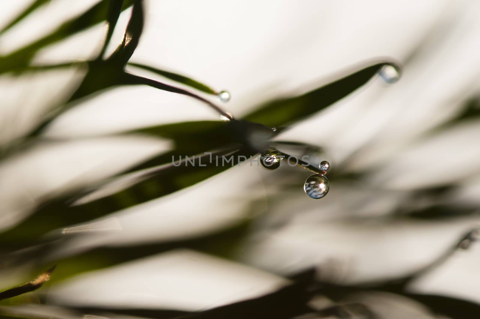 Dew drops on blades of grass in sun backlight